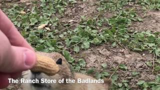 Feeding Prairie Dogs Outside Badlands National Park [upl. by Notlil]