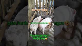 Backyard piggery youtubeshorts piggerybusiness [upl. by Eillime]