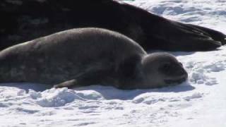 Jen Mannas Antarctica Weddell Seal Researcher [upl. by Hyde]