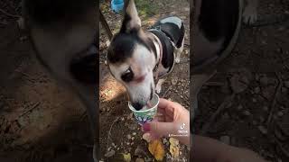 Zoe and her love treats zoe dog fun cuteness doglover playdate dogwalker dogwalkerlife [upl. by Miru951]