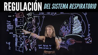 Regulación somática y autónoma de la respiración receptores sistema nervioso y efectores [upl. by Modeerf392]