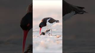 An oystercatcher and its newborn baby happily foraging on the beach birds nature animals [upl. by Paz]