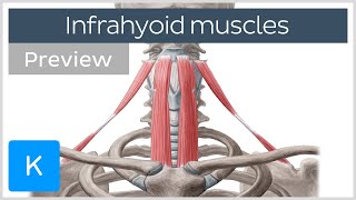 Infrahyoid muscles Origin insertion innervation and function preview  Human Anatomy  Kenhub [upl. by Melisande]