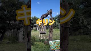 【天王寺動物園】キリンのランチ [upl. by Annetta]