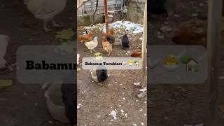 Millet gezen tavuk ararken babamın mini çiftliği 😌🐓🧿🏡 gezentavukyumurtası organic doğalyaşam [upl. by Vallie]