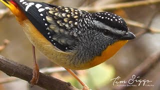 Spotted Pardalote calling Pardalotuspunctatus  HD Video clip 44 Tim Siggs ABVC [upl. by Eiramanit693]