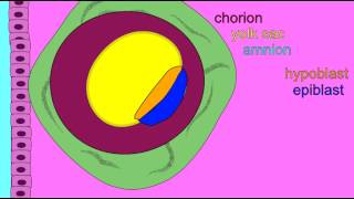 EMBRYONIC DEVELOPMENT EXTRAEMBRYONIC MEMBRANES [upl. by Artimed]