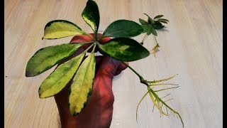 How to grow Schefflera plant from single leaf very easy [upl. by Macilroy]