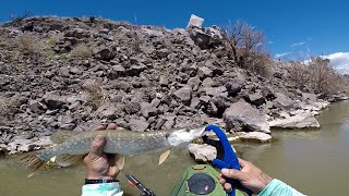 pikesmallmouth fishing from the kayak at Cochiti Lake [upl. by Brottman]