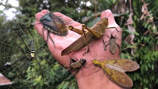 Found a giant shield bug‼️catch golden orb spider crickets dobsonfly giant grasshopper [upl. by Benkley]