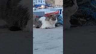 Bizerte nature vieuxport nice view landscape cat [upl. by Bettencourt409]