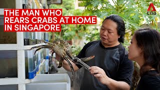 The crab condo guru Meet the man who rears crabs at home in Singapore [upl. by Naujled]