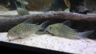 Corydoras reticulatus Reticulated Cory [upl. by England652]