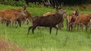 Die Rothirschbrunft in der Südheide [upl. by Madelle]