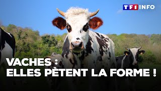 Cette ferme expérimentale tente de réduire la production de méthane des bovins [upl. by Ellehcor]