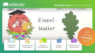 Bau und Funktion des Laubblattes einfach erklärt – Biologie [upl. by Ecaj]