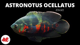 Oscar  Astronotus ocellatus ✔ [upl. by Knorring467]