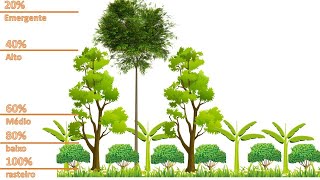 Tirando dúvidas e Explicando a estratificação na Agrofloresta Agricultura Sintropica [upl. by Aw]