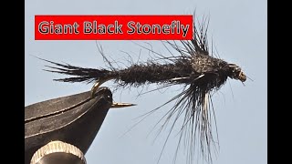 Giant Black Stonefly [upl. by Aninahs740]