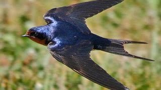 Golondrina Comun  Hirundo Rustica  Polluelos En Nido [upl. by Norrehc]