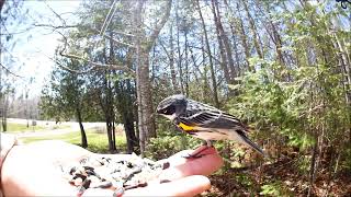 Yellow Rumped Warbler May182020 [upl. by Ateekan573]