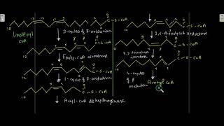 Oxidation Of Polyunsaturated Fatty Acids Peroxisomal beta oxidation [upl. by Grissom]