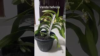 Vanda helvola misbachza28 [upl. by Butte]