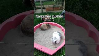 Kaninchen Mythen Part 2🐰🐰 kaninchen artgerecht [upl. by Notnad457]