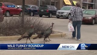 Aggressive Tosa turkeys chase animals people [upl. by Katalin]