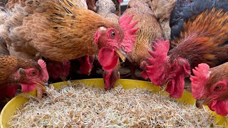 How to grow sprouted rice as chicken feed at home  Chicken Farm  Poultry farming [upl. by Nauqes]