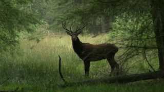 Edelhert Bronstijd  Hertenbronst op de Veluwe [upl. by Albur]