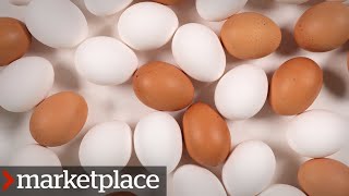 Which eggs are more nutritious Testing organic freerun and conventional Marketplace [upl. by Magee]