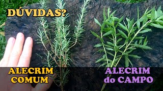 ALECRIM do CAMPO e o ALECRIM comum  RESPONDENDO dúvidas sobre o ALECRIM do CAMPO [upl. by Klatt470]