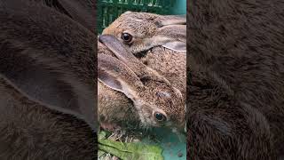 Forest rabbit bunny rabbit cute rabbites pets animals [upl. by Aliza]