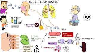 Bordetella Pertusis  TOS FERINA [upl. by Fifine]