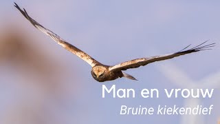 Verschil tussen mannetje en vrouwtje bruine kiekendief 1214 [upl. by Refynnej]