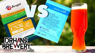 How Different Do Two Brewing Yeasts Make Your Beer Taste Angel Yeast CN36 Versus Safale S04 [upl. by Esmeralda123]