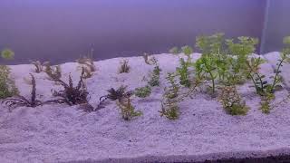 Planted Aquarium inspired by Walstad method  Day 6 [upl. by Lalat]