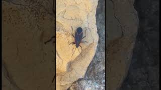 Do Not Watch if Your Name is Scott  The Boxelder Bug [upl. by Wiseman]