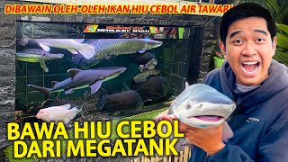 BAWA PULANG HIU CEBOL DARI MEGATANK JAKARTA GRATIS MASUKIN KOLAM [upl. by Raffaello]