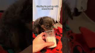 This family rescues little puppy Rescue Squad rescueanimals animals puppy loveanimal viralshorts [upl. by Martine]