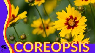 Everything You Wanted to Know About Coreopsis [upl. by Swirsky]