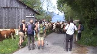 La montée des vaches en alpages VILLARD [upl. by Mosira]