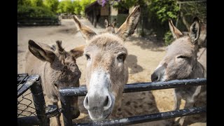 Tierpark Hagenbeck Ein CoronaTag im Leben eines Pflegers [upl. by Ridan]