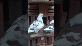 merpati pigeon merpatihiasyoutubershort fyp Oden Zeus [upl. by Con]