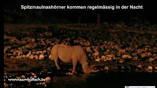 Okaukuejo Camp Etosha National Park Namibia Waterhole Chalet Room Wasserloch Bungalow Waterhole [upl. by Cyndy]