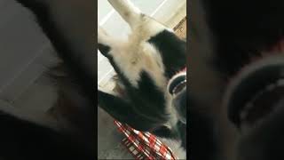 Sheru mobile dekhte hi pose dene laga😆doglover cuteanimal funnyRaman [upl. by Wendalyn]