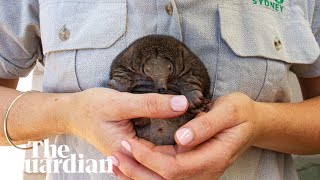 Shortbeaked Echidna puggle born at Taronga zoo [upl. by Joice829]