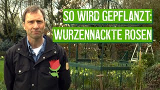 Wurzelnackte Rosen pflanzen  Der Grüne Tipp [upl. by Nosneb]