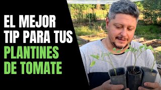 Cómo Transplantar Plantines de Tomate como un profesional 🍅 [upl. by Ailaht226]